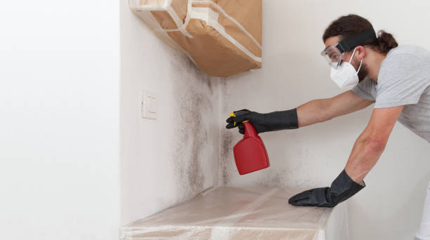 Professional Basement Mold Remediation technician working in Auburn, IL