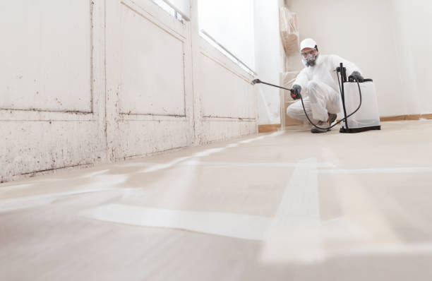 24/7 Emergency Basement Mold Remediation experts in Auburn, IL