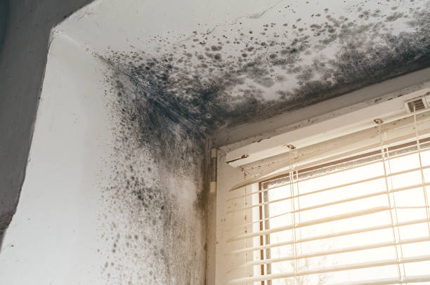 Affordable Basement Mold Remediation solutions in Auburn, IL