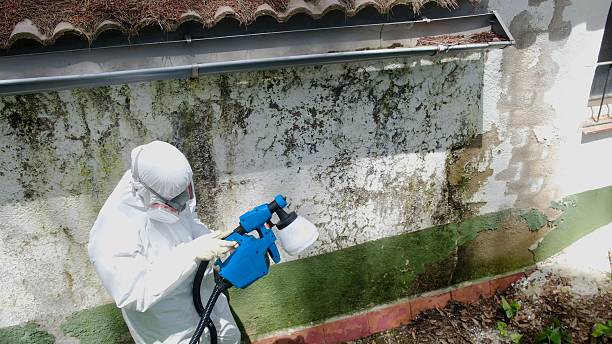 Top rated local Basement Mold Remediation specialists in Auburn, IL